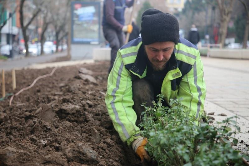 Kocaeli Yeni Yürüyüş Yolu yazın lavanta kokacak