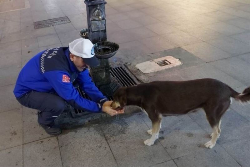 Zabıta memuru elleriyle köpeğe su içirdi