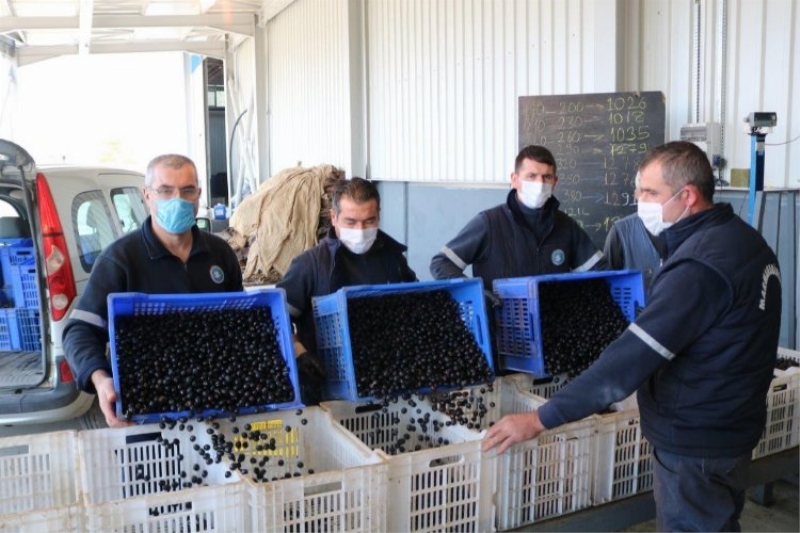 Marmarabirlik zeytin alım fiyatlarını güncelledi