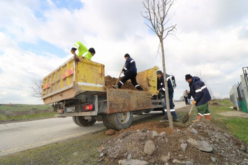 Kocaeli İhsaniye - Yalakdere arasında ağaçlandırma devam ediyor