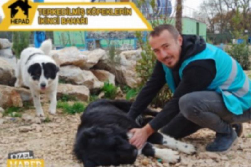 Terk edilen köpekler yeni yuva arıyor 