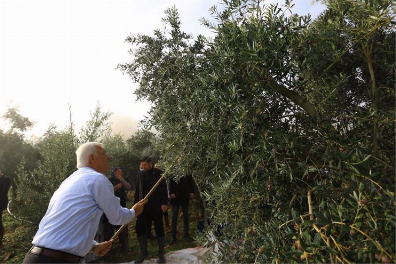 Muğla zeytinliklerin korunması için hukuki mücadele başlatıyor