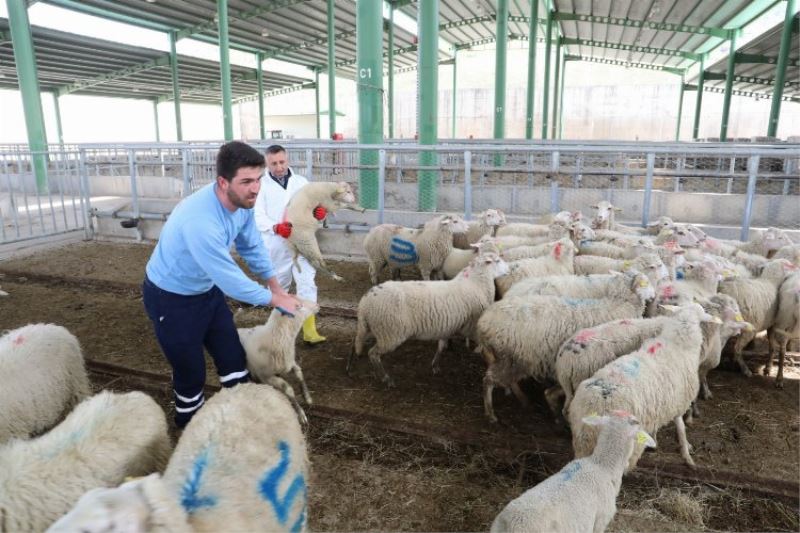 Kocaeli İzmit Belediyesinin küçükbaş hayvan desteği başlıyor