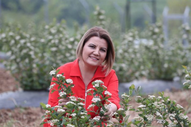 İzmit’e bahar geldi, aronyalar çiçek açtı