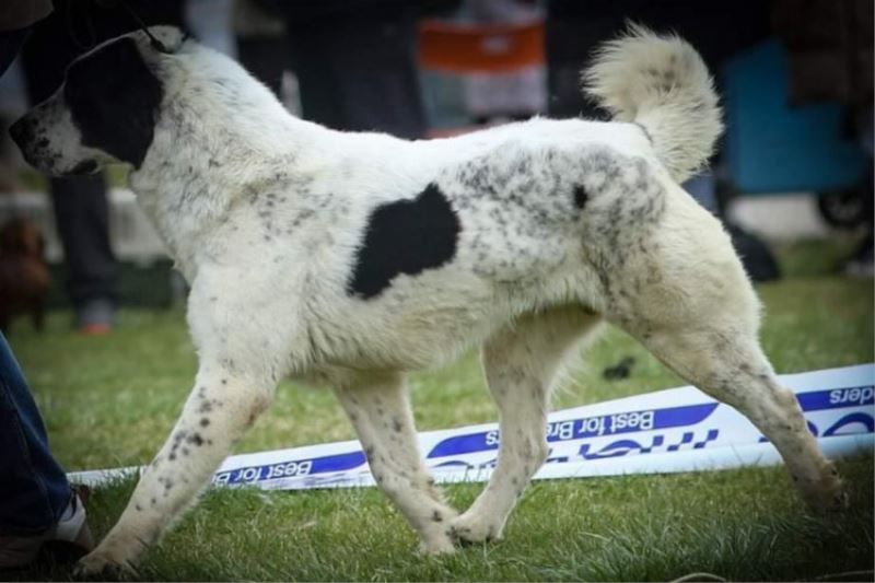 Sırbistan şampiyonu 