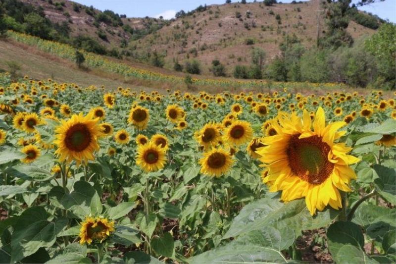 Fındık diyarı Ordu