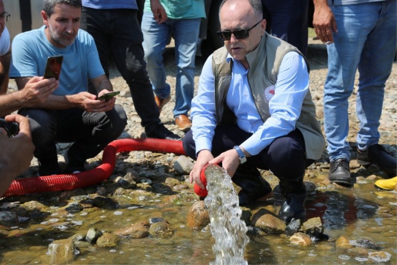 Bursa göletlerine 2,5 milyon sazan bırakıldı