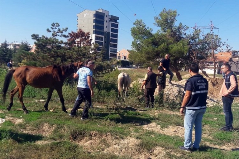 Bursa Osmangazi