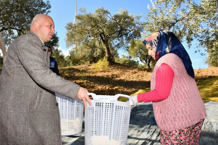 Manisa Büyükşehir zeytin emekçilerine desteğini sürdürüyor