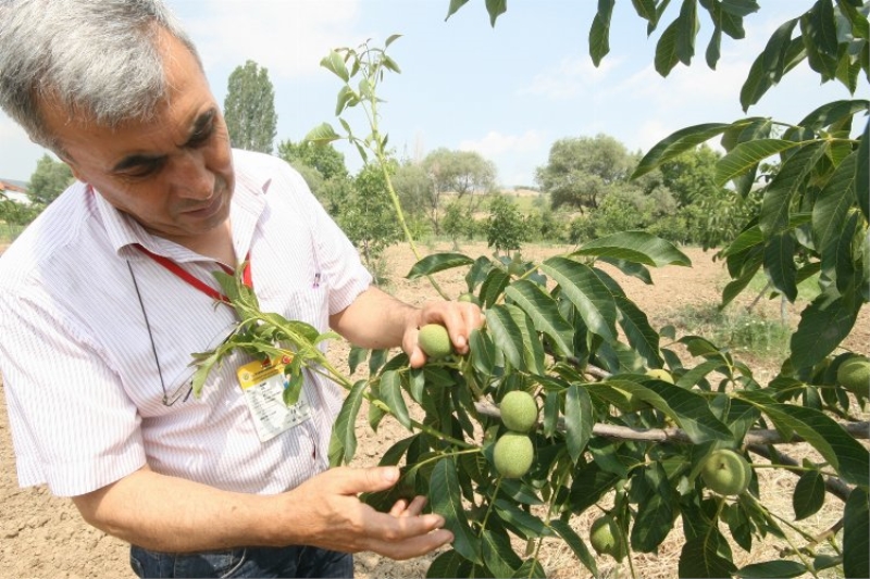 Bursa Yenişehirli meyve yetiştiricisine bilinçli budama çağrısı