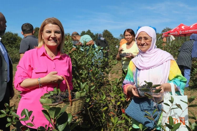 İzmit’te süper meyve aronya hasadı mutluluğu