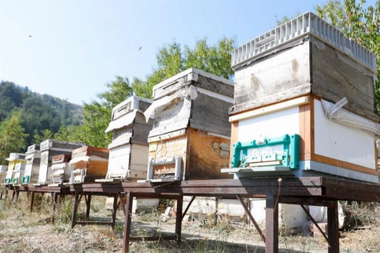 Bursa İnegöl arıcılık ve balda da marka olacak... Karaçalı