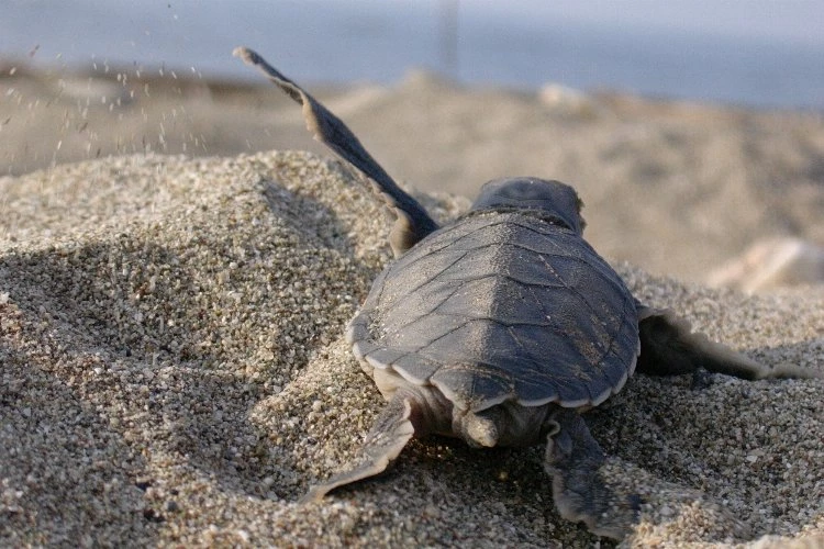 Caretta Caretta’lara hayat oluyorlar