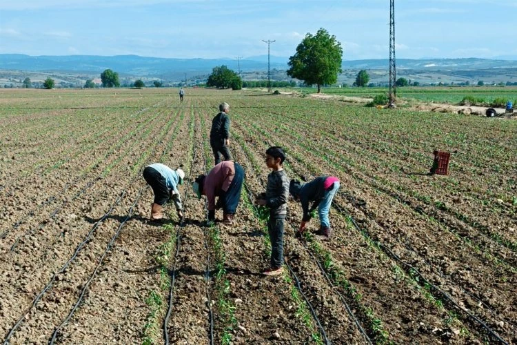 Tarım işçisi çocuklar için acil çözümler üretilmeli