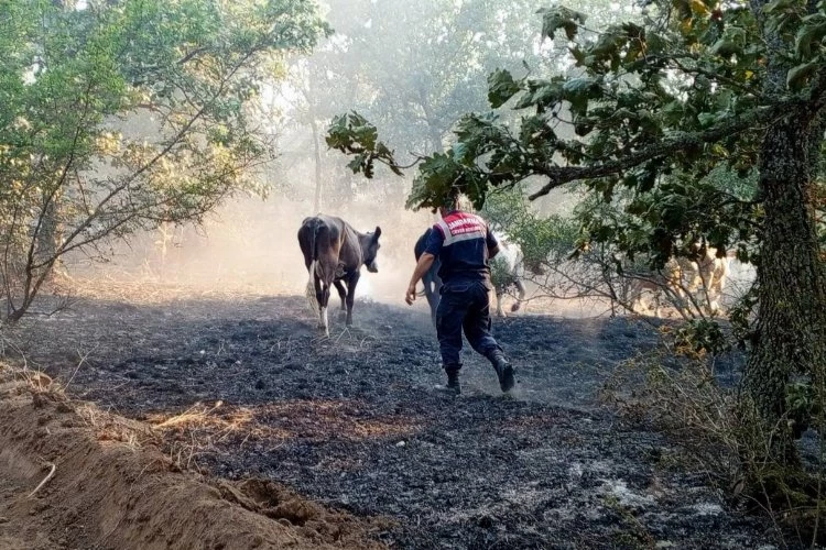 Edirne Jandarma, Lalapaşa