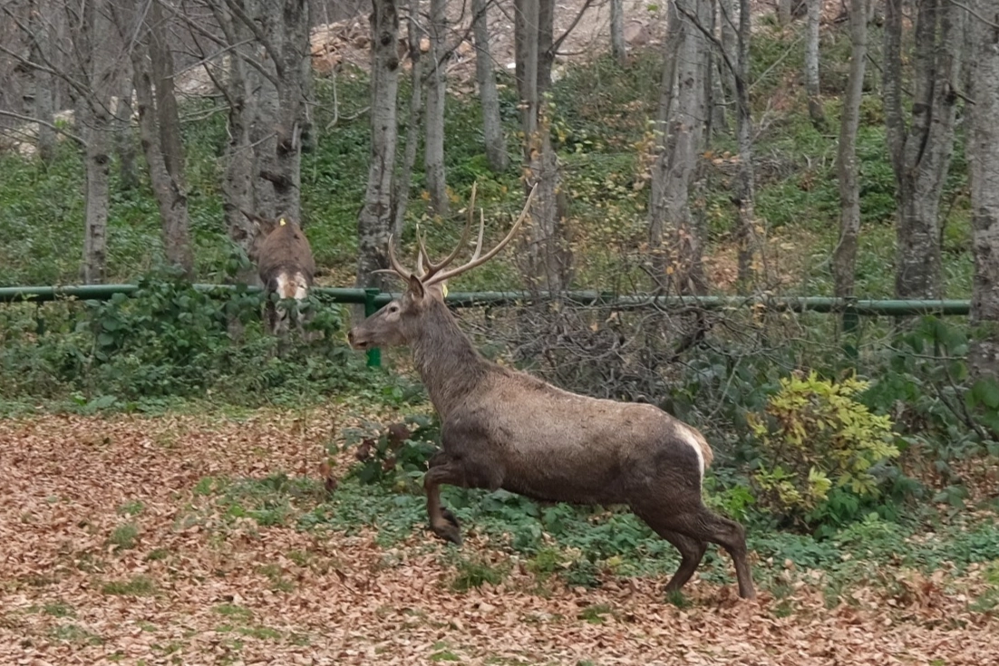 Kocaeli’de 8 kızıl geyik daha Kuzuyayla’ya salındı