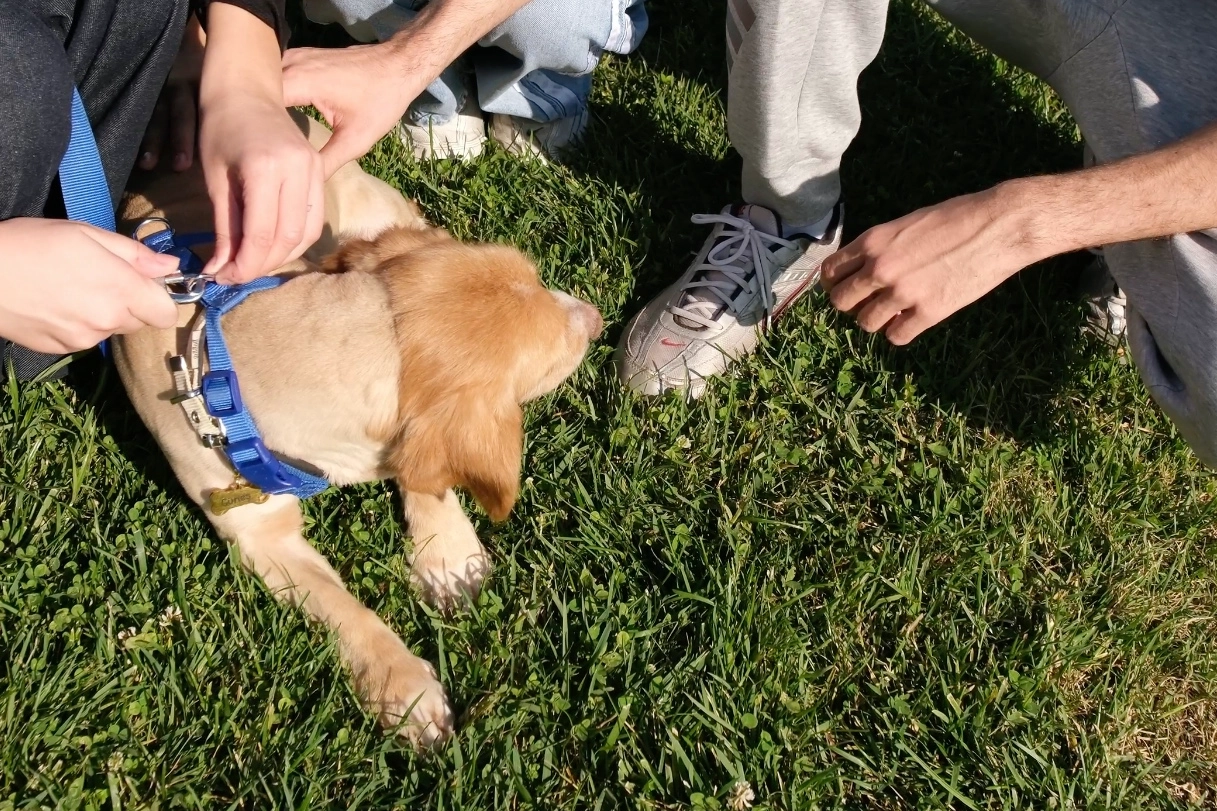 “Pati İzi” sokak hayvanlarına umut oluyor