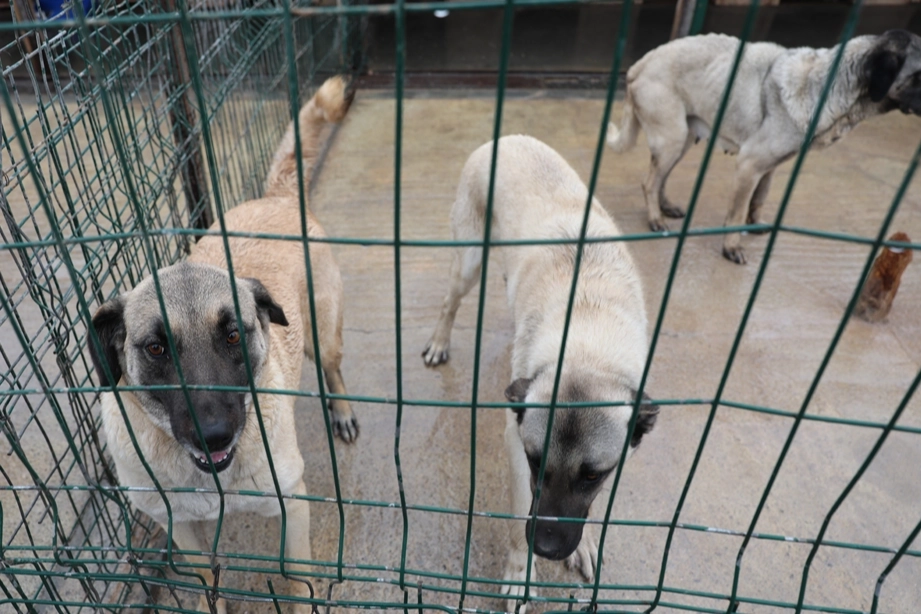 Sivas Belediyesi’nden sokak hayvanlarına modern barınak