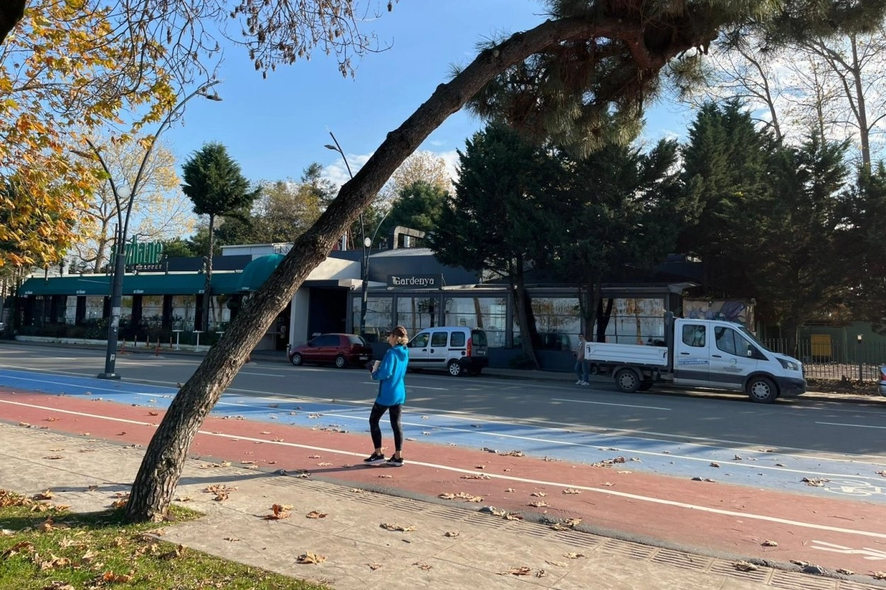 Ordu’da tehlike arz eden ağaçlar için güvenlik çalışması